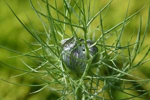 germoglio di grano nero verde foto