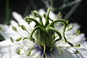 fiore bianco di grano nero foto