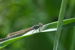 libellula verde su una foglia stretta foto