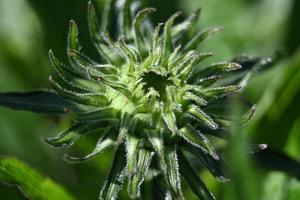 fiori perenni bocciolo verde foto