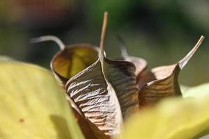 testicolo di elebor in fiore foto