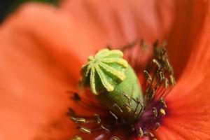 fiore di papavero rosso da vicino foto