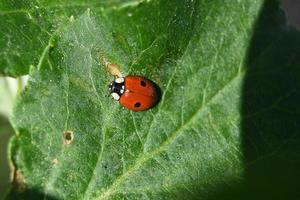 piccola borragine su una foglia verde foto