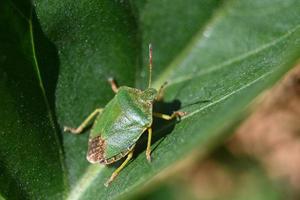 zio cimice verde su un lenzuolo foto