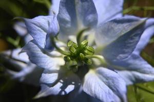 fiore di grano nero bluastro foto