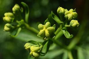 germogli di rabarbaro verde vivaio da vicino foto