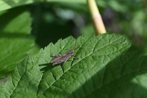 cavalletta variegata su una foglia verde foto