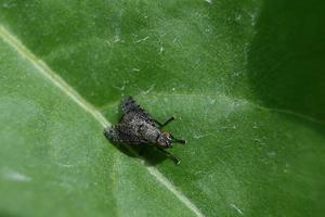 mosca variegata su una foglia verde foto