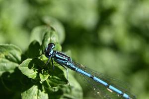 libellula blu su una pianta foto