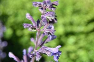 infiorescenza di menta verticale blu foto