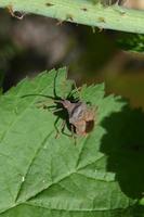 la cimice marrone si accovaccia su un grande lenzuolo foto