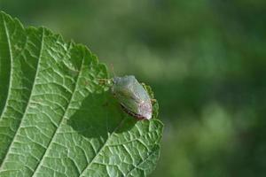 la cimice verde atterra su un grande lenzuolo foto