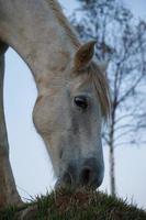 bellissimo ritratto di cavallo bianco nel prato foto