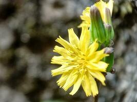 youngia giapponese, comunemente chiamato jukut Kamanilan, è un' specie di fioritura pianta nel il Asteraceae famiglia. foto