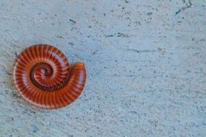 un' rosso millepiedi arricciato su su il cemento pavimento. foto