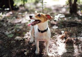 jack russell terrier che gioca nella foresta foto