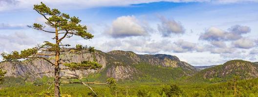 panorama con abeti e montagne natura paesaggio nissedal norvegia. foto