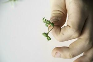 un' del bambino mano è Tenere un' verde scarlatto prima Pasqua foto