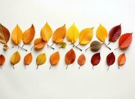 raccolta di foglie d'autunno foto