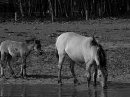 selvaggio cavalli e puledri foto