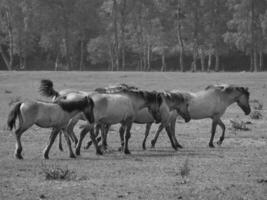 cavalli selvaggi in germania foto