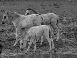 cavalli selvaggi in germania foto