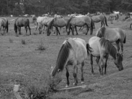 cavalli su un' Tedesco campo foto