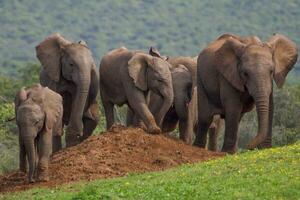 elefanti a addo nazionale parco, Sud Africa foto