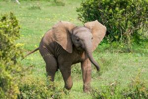 elefanti a addo nazionale parco, Sud Africa foto