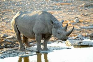 rinoceronte nel ethosa nazionale parco, namibia foto