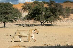 leoni nel il kgalagadi transfrontaliero parco, Sud Africa foto
