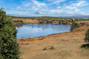 elefanti a addo nazionale parco, Sud Africa foto