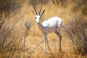 molto raro albino Springbok, etosha nazionale parco, Namibia- foto