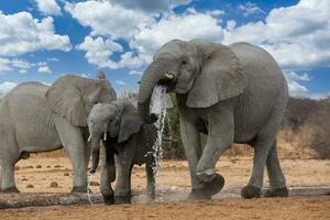 elefanti nel etosha nazionale parco namibia foto