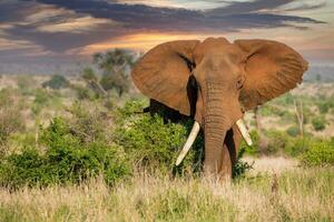 elefante nel il kruger nazionale parco a tramonto foto