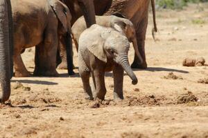 elefanti nel addo nazionale parco, Sud Africa foto