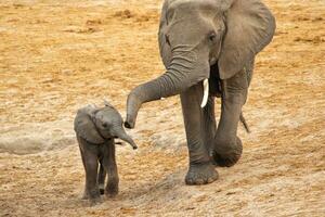 elefanti a hwange nazionale parco, Zimbabwe foto