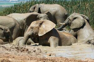 elefanti nel addo nazionale parco, Sud Africa foto