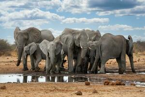 elefanti nel etosha nazionale parco namibia foto