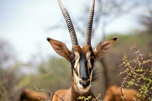 zibellino antilope a kruger nazionale parco foto