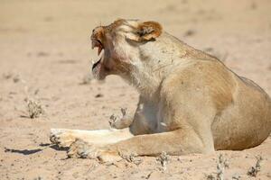 leoni nel il kgalagadi transfrontaliero parco, Sud Africa foto