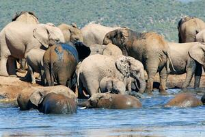 elefanti nel addo nazionale parco, Sud Africa foto
