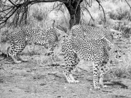 tre ghepardi nel nero e bianca in piedi nel il erba foto