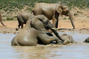 elefanti nel addo nazionale parco, Sud Africa foto