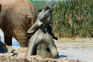 elefanti nel addo nazionale parco, Sud Africa foto