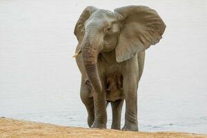 elefanti a hwange nazionale parlamento, Zimbabwe foto