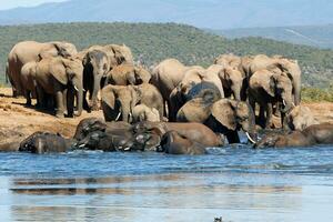 elefanti nel addo nazionale parco, Sud Africa foto