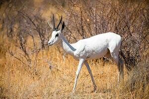 molto raro albino Springbok, etosha nazionale parco foto