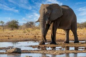 elefante nel ethosa nazionale parco, namibia foto