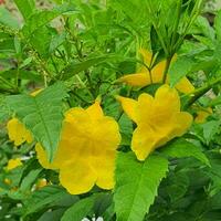 piccolo fiori e verde le foglie nel tropicale paesi foto